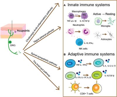 The immunomodulatory mechanisms for acupuncture practice